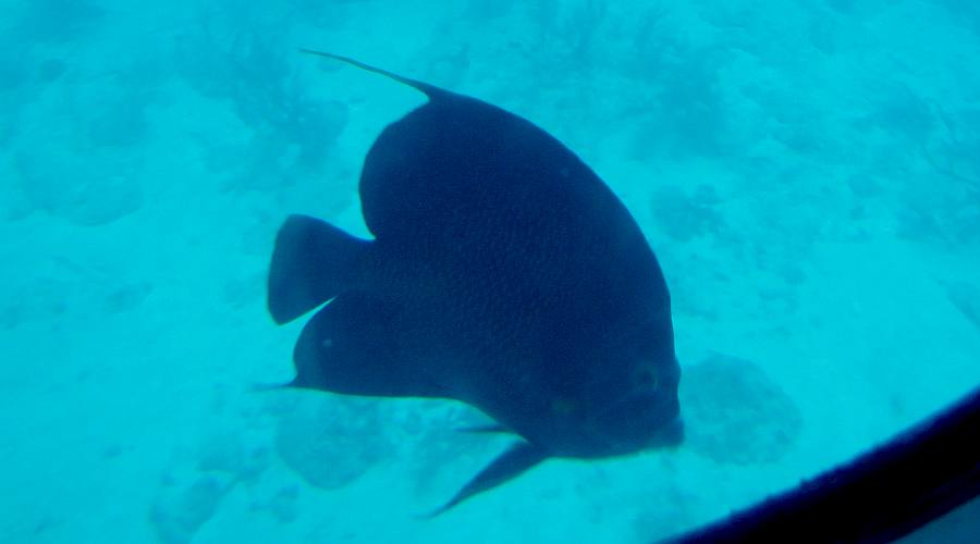 French Angelfish