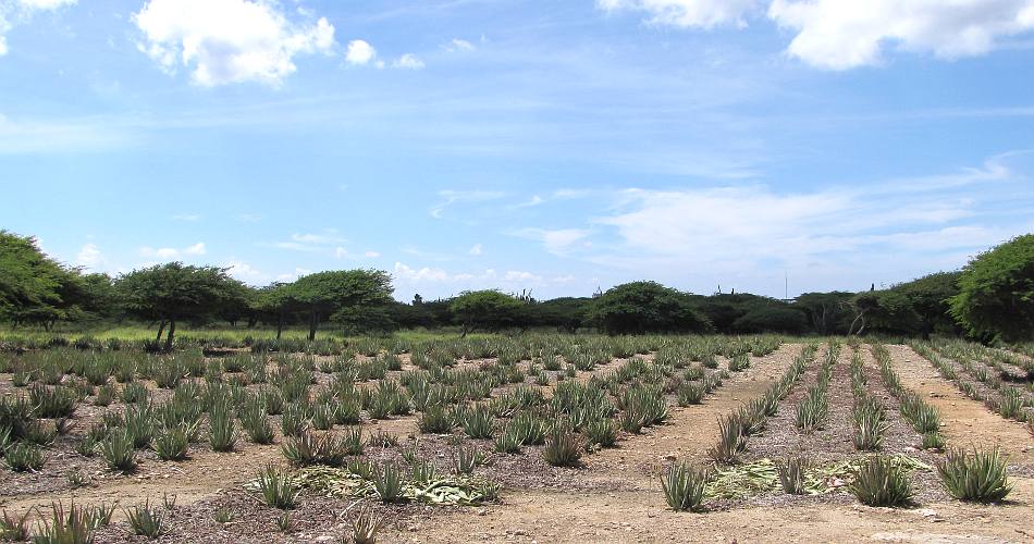 Aruba aloe field