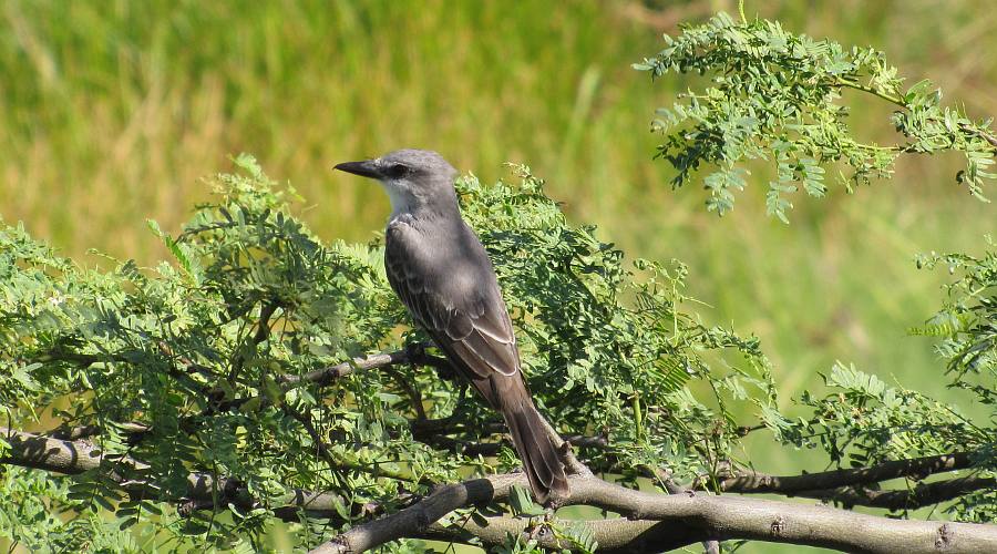 Tropical Mockingbird (Mimus gilvus)