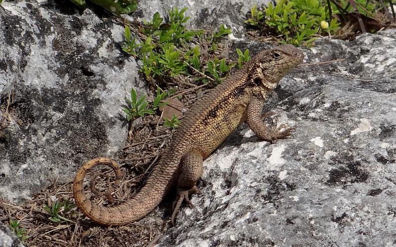 Curly Tailed Lizard - Nassau, Bahamas