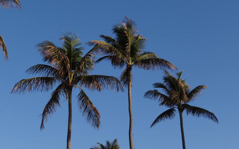 Nassau Palm Trees