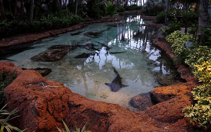 Nurse sharks at Atlanits Paradise Island