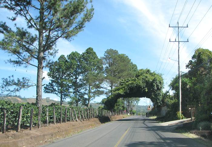 Interesting tree pver the road north of Alajuela