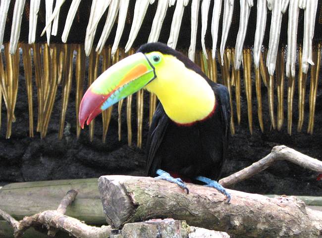 Toucan at La Paz Waterfall Gardens