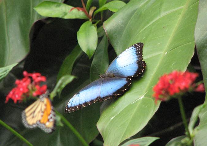 Morpho helenor marinita