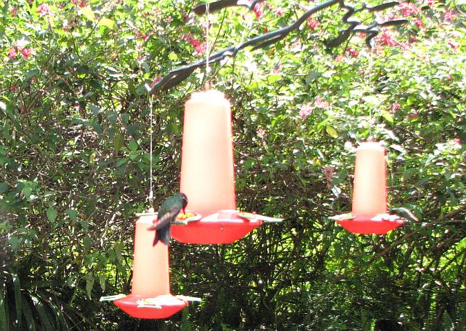 La Paz Waterfall Gardens Hummingbird Garden