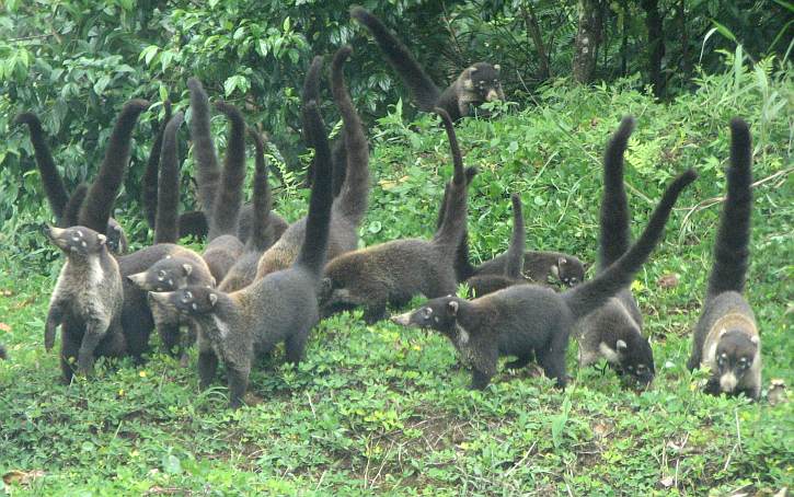 White-nosed Coati (Nasua nasua)