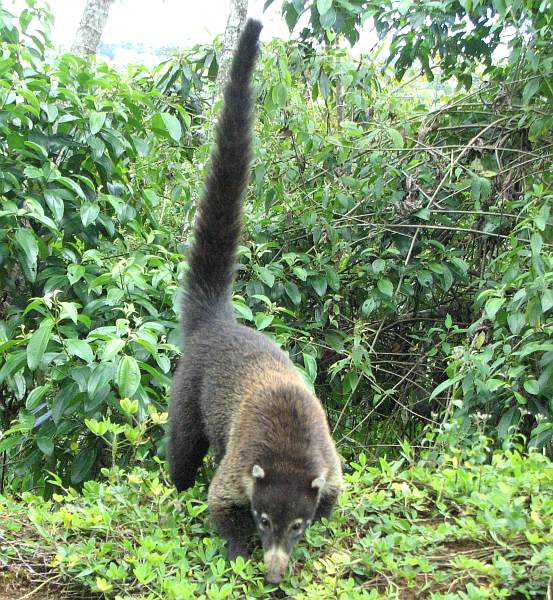 White-nosed Coati begging in Costa Rica