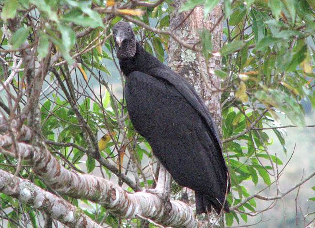 Black Vulture (Coragyps atratus)