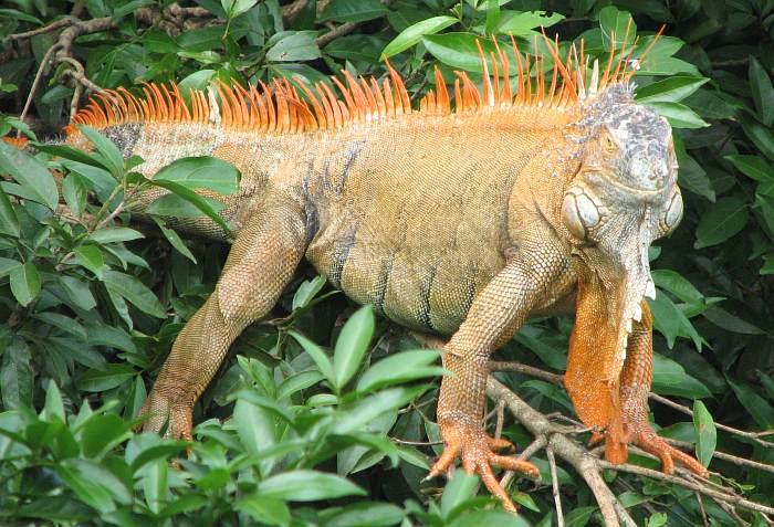 Green Iguana (Iguana Iguana)