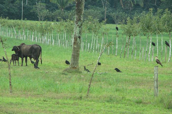 cattle and black vultures