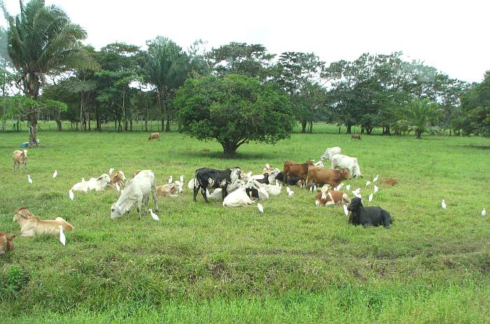 Cattle with cattle egrets.