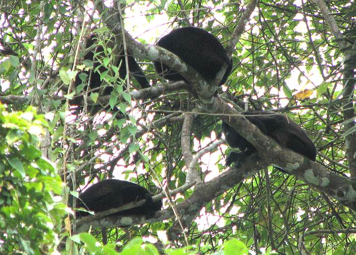 Mantled Howler Monkeys (Alouatta Palliata)