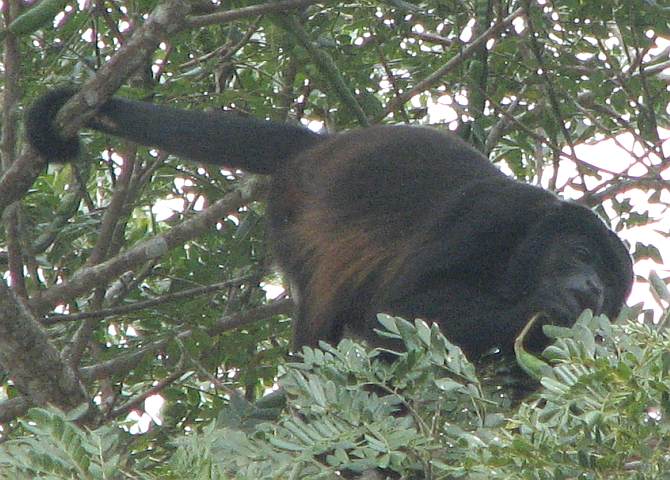 Mantled Howler Monkey (Alouatta Palliata)