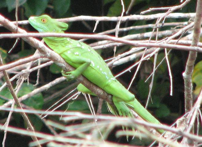 Green Basilisk (Basiliscus plumifrons)