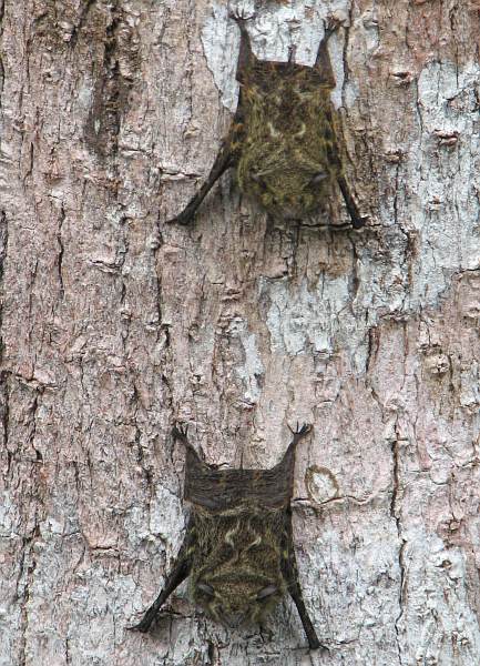 Short-tailed fruit bats (Carollia perspicillata)
