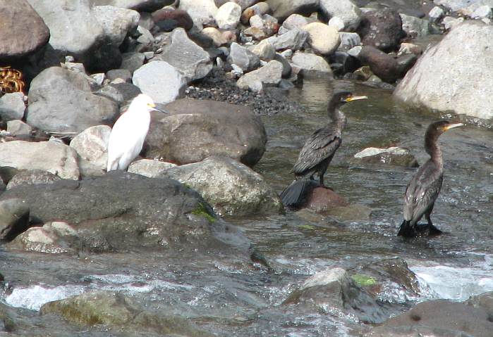 Snowy Egret (Egretta thula), Neotropic Cormorants (Phalacrocorax brasilianus)