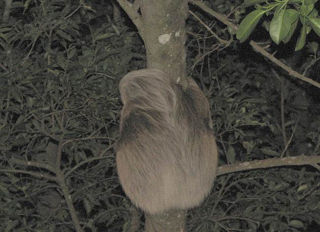 Three-toed Sloth (Bradypus variegatus)