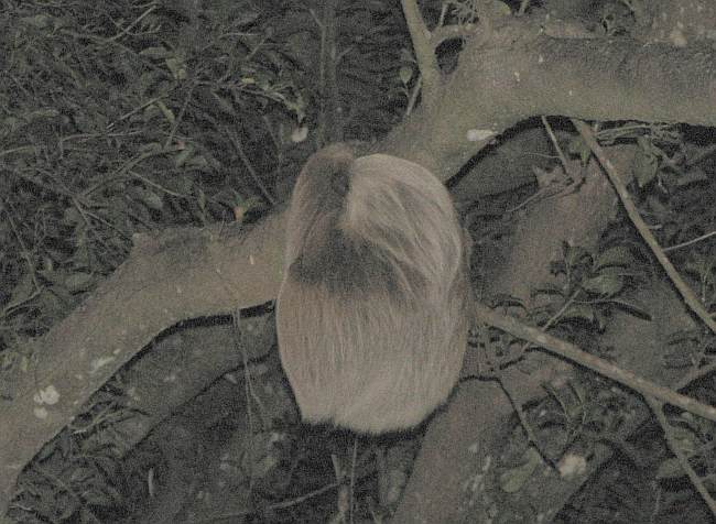 Three-toed Sloth (Bradypus variegatus)