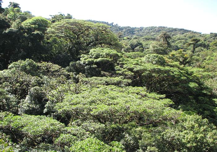 Cloud Forest canopy Monteverde, Costa Rica.
