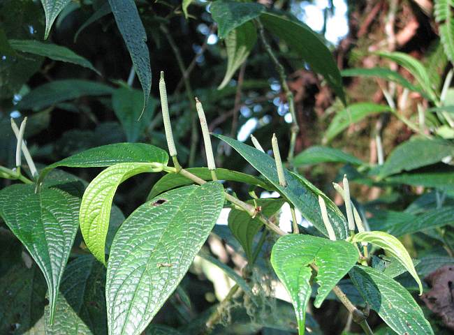 capsicum