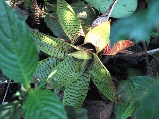 bromeliad at Selvatura Park