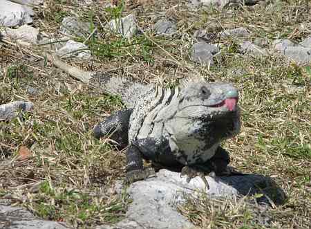 Tulum Mexico iguana