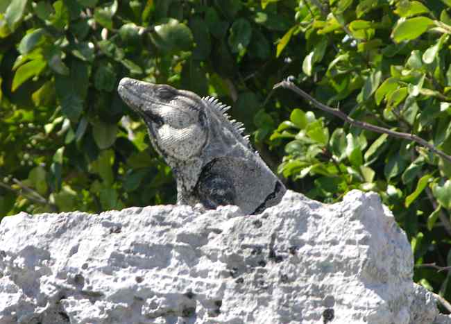Tulum iguana