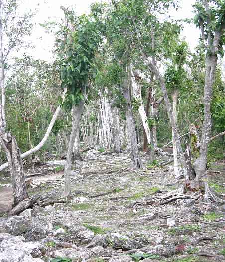 sacbe (white road) in Cozumel