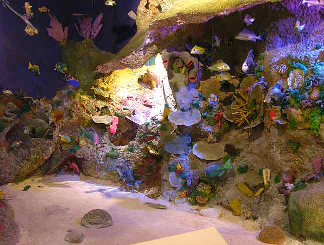 Reef exhibit in the Museum of the Island of Cozumel