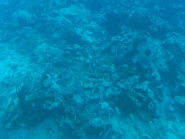 Coral reef from submarine