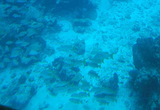 School of fish along coral reef in Chankanaab marine park