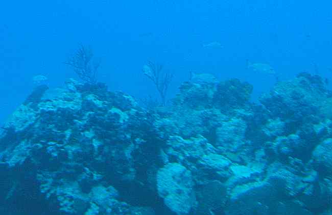 Cozumel coral reef