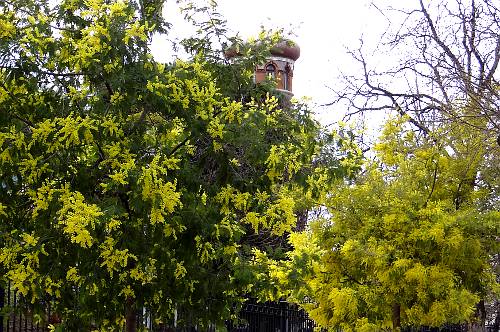 Mimosa in Parque del Buen Retiro