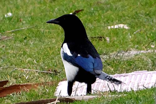 Eurasian Magpie in Parque del Buen Retiro, Madrid
