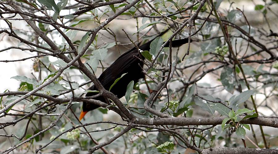 Red-billed Chough