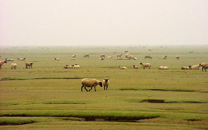 sheep on the salt flat