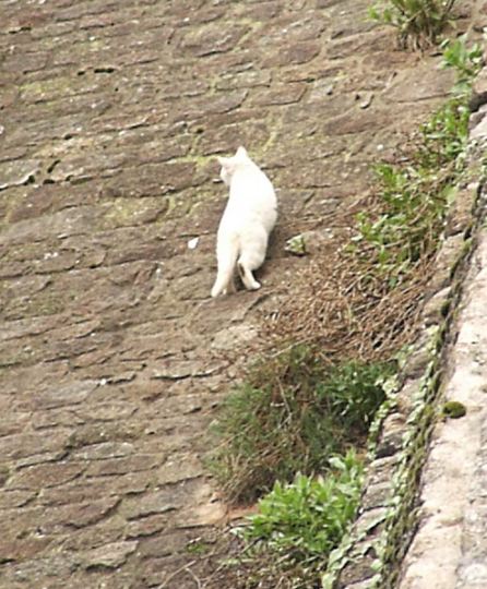 White cat at Mont St. Michel