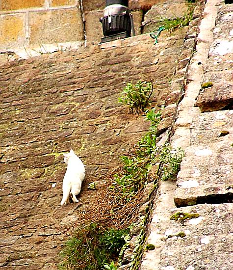 White cat at Mont St. Michel
