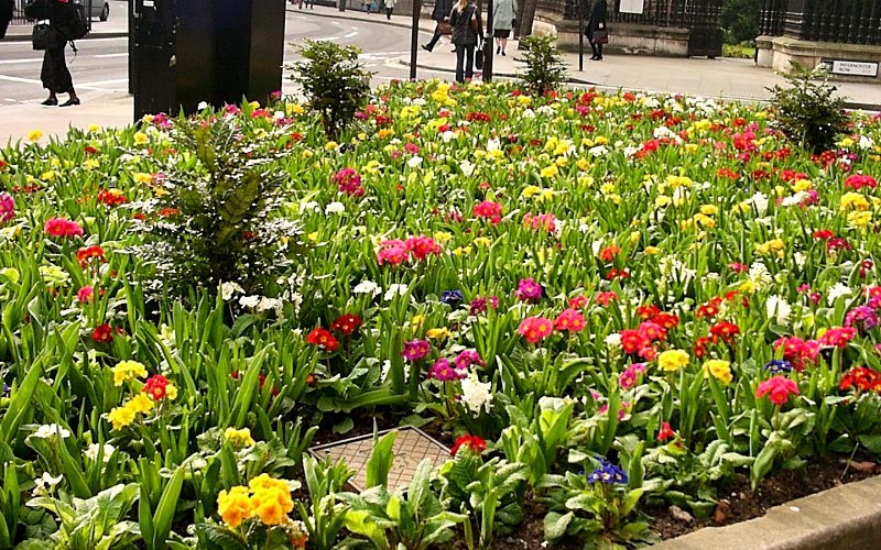 flowers near Saint Paul's Cathedral
