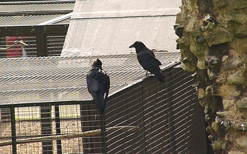 Ravens at the Tower of London