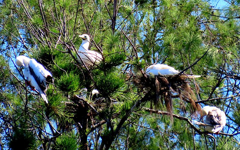 red-footed booby