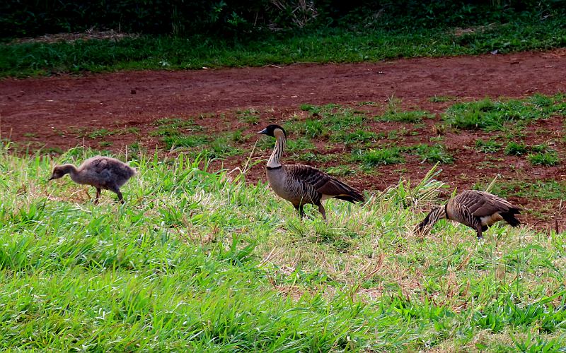Nene the Hawaiian goose