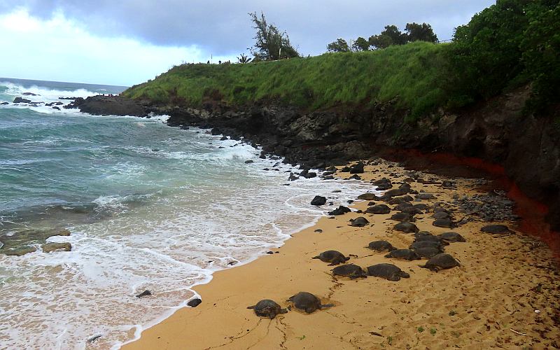 Green sea turtles at Hookipa Beach Park