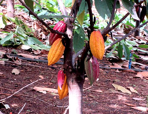 Maui Ku'ia Estate Chocolate Farm - Lahaina