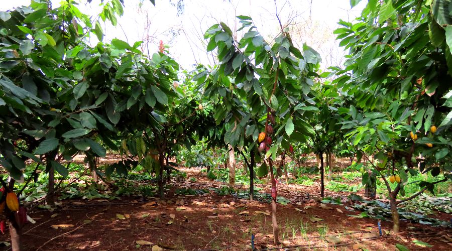 Maui Ku'ia Estate Chocolate Farm