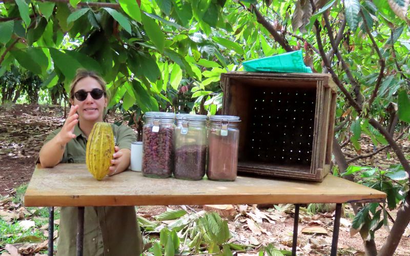 Stages of processing cocoa beans