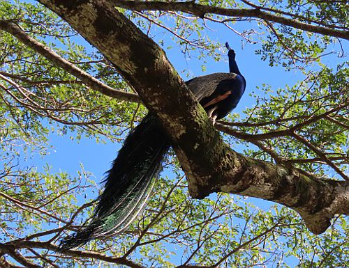 Peacock at Waimea Botanical Gardens