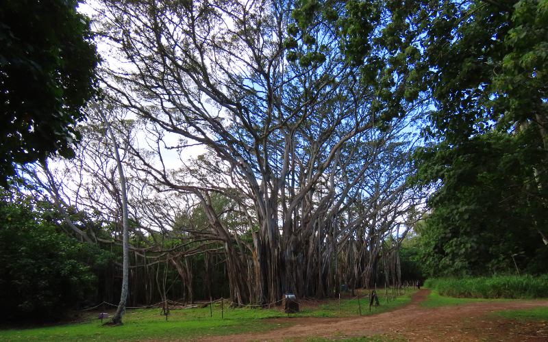 Chinese banyan tree