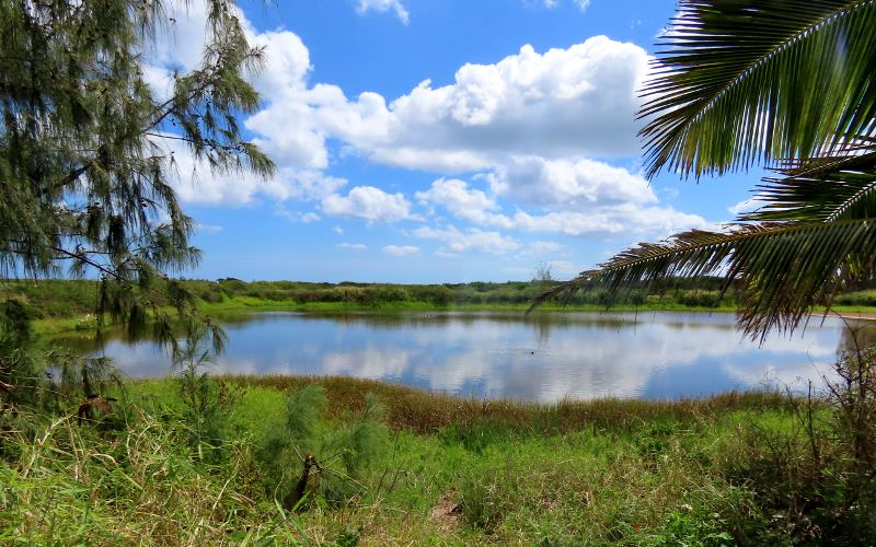 Shrimp farm pound